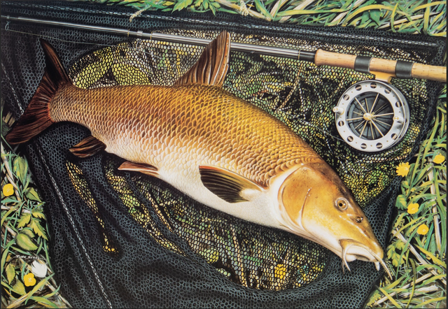John Searl Print - 'Barbel'