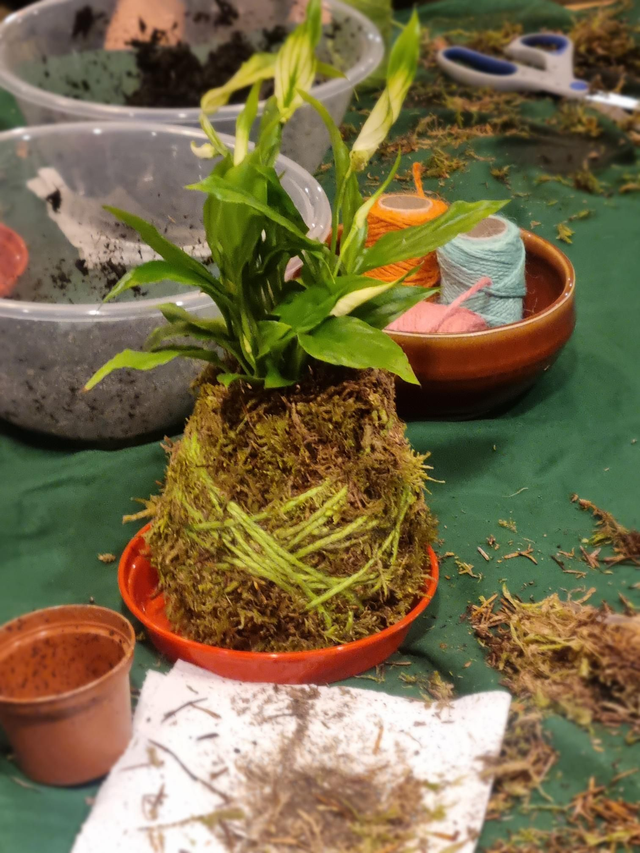 Kokidoki Kokodama workshop 15th Jan 6.30-8.00pm