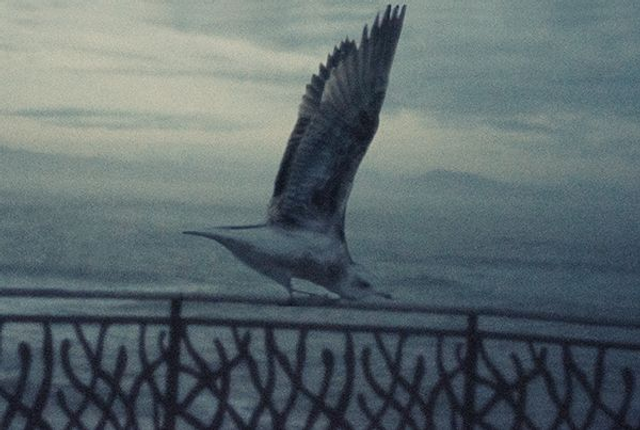 18# . Argent plumage