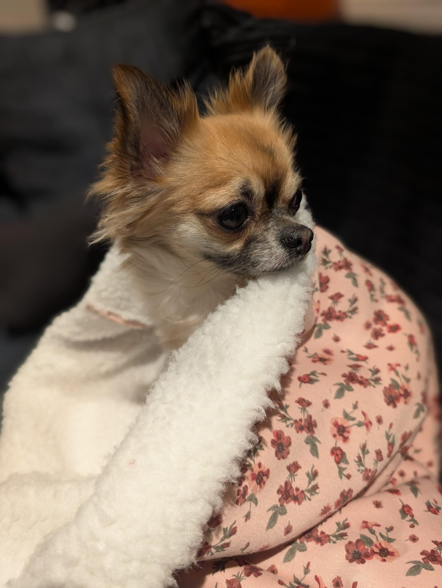 Sherpa lined snuggle sack