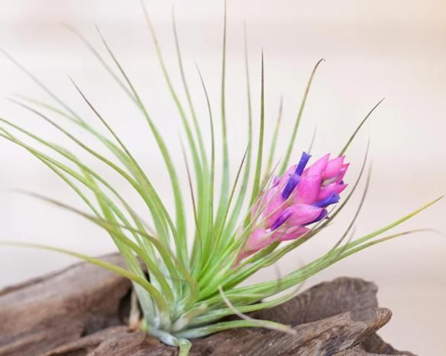 stricta