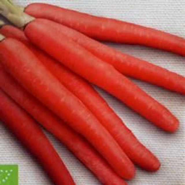 S. zanahoria nantesa