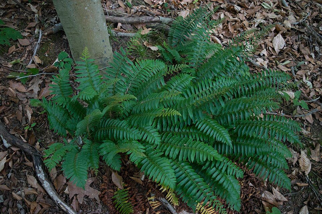 Polystichum acrostichoides - Christmas Fern 1 litre