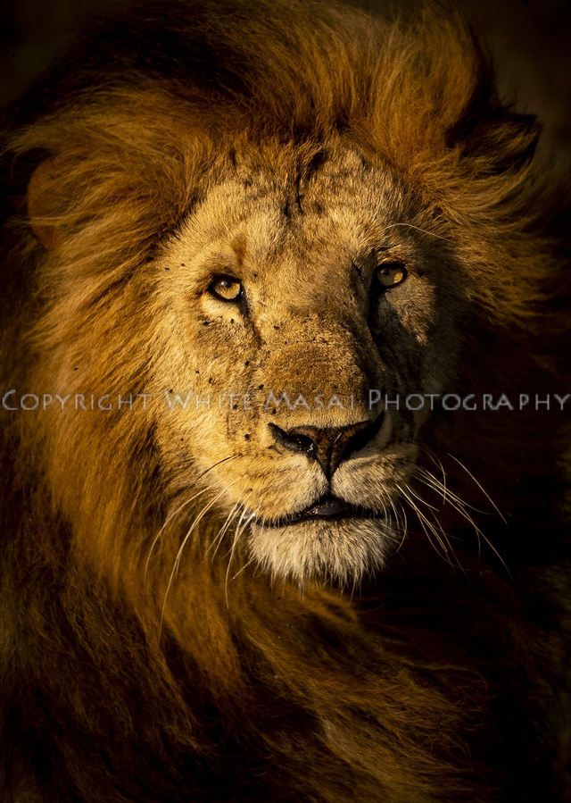 Burnished Bronze, the Lions mane is a symbol of his strength, power and kingship.