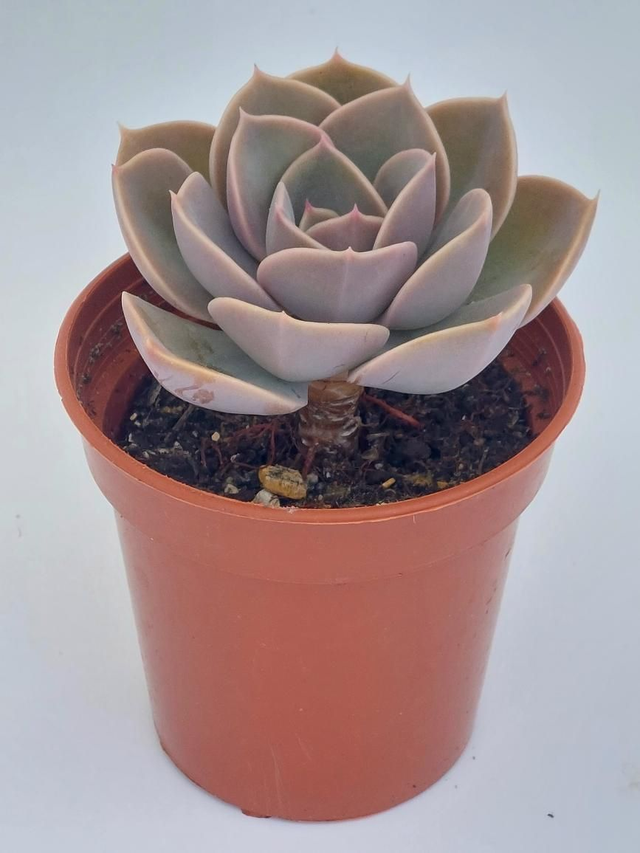 Echeveria 'Green Pearl'