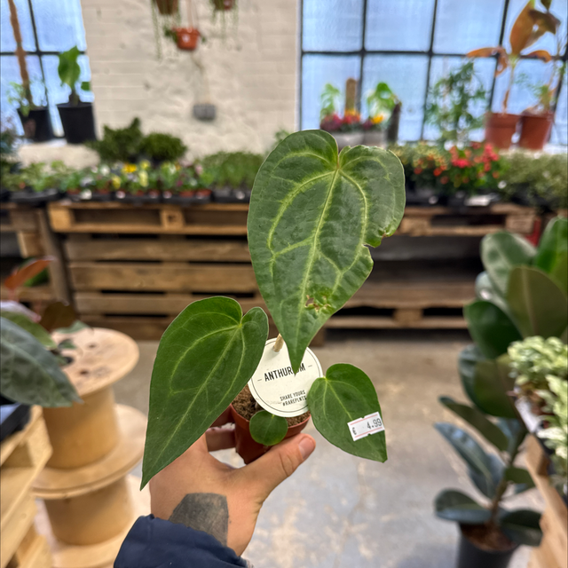 Baby Anthurium Crystalinium