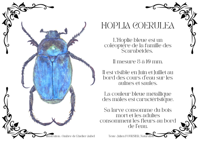 Hoplia coeruleae texte