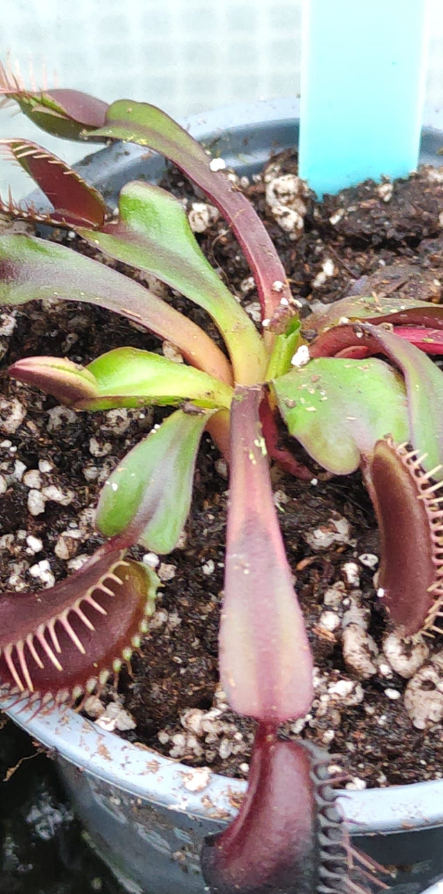 Dionaea Muscipula Akai Ryu
