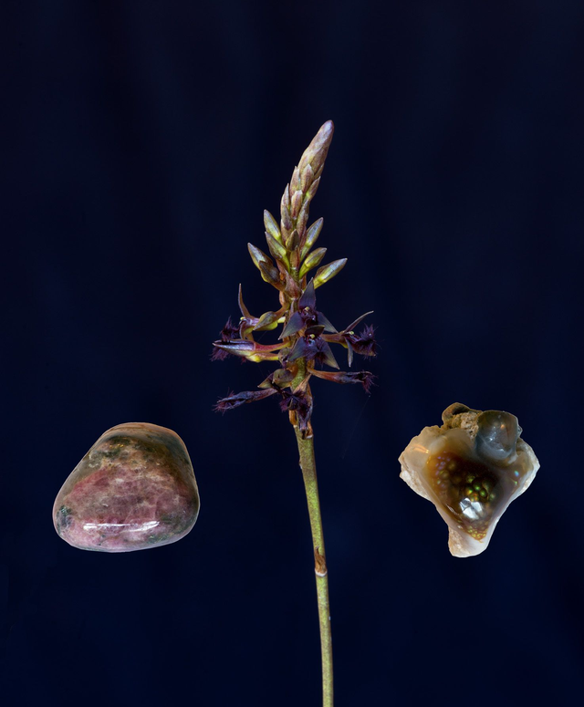 Orchid Fire Element Essence