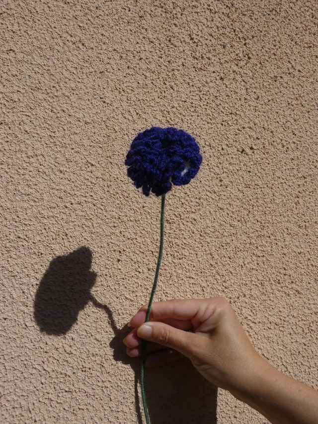 Œillet  blanc et violet foncé