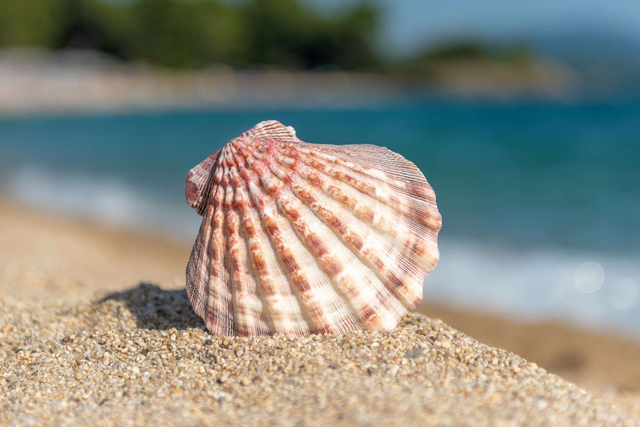 Porte-clé Coquillage 