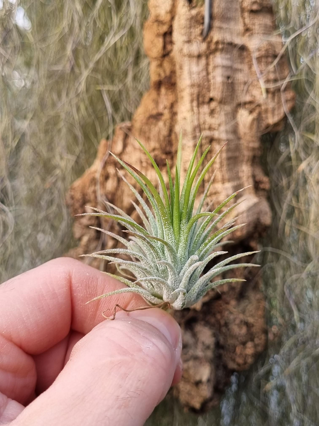 Tillandsia ionantha Fuego
