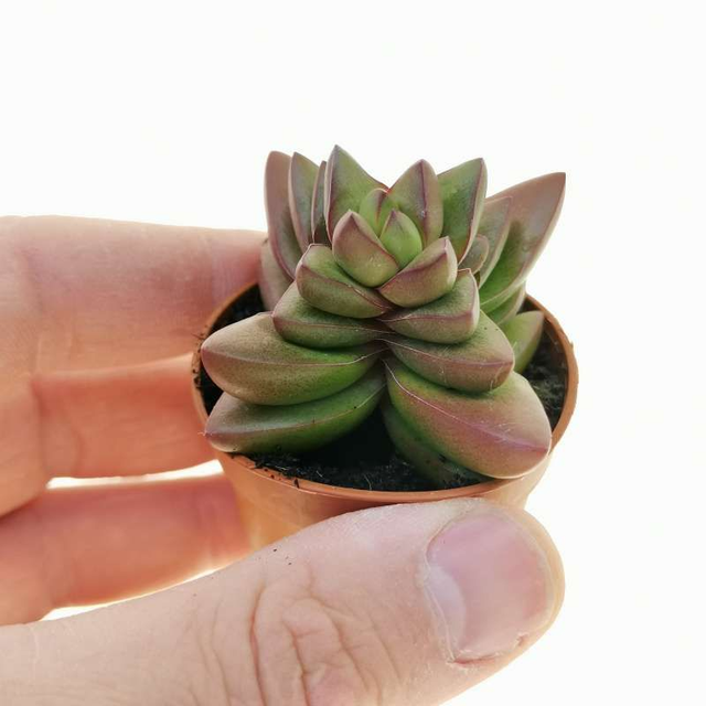 D75 . Crassula 'Talisman'