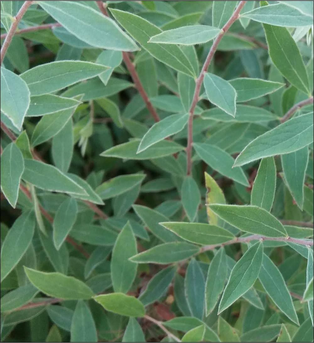 Spiraea ‘Grefsheim’ - 1 ltr pot