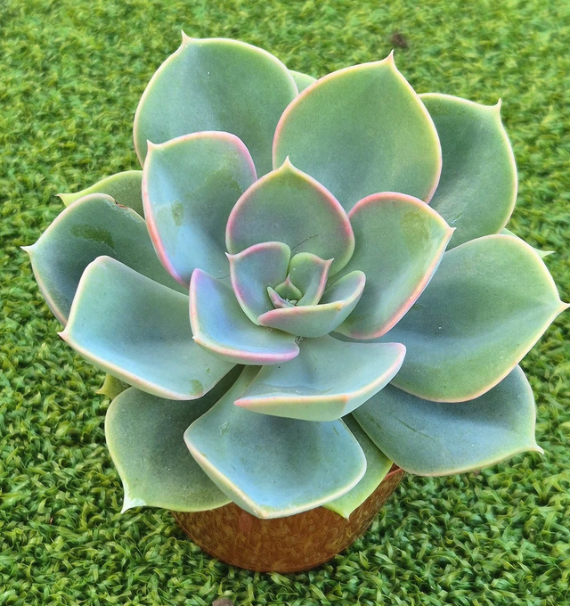 Echeveria &#039;Green Pearl&#039;