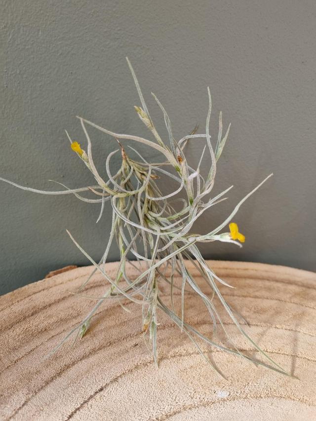 Tillandsia Old Man's Gold (crocata x usneoides)