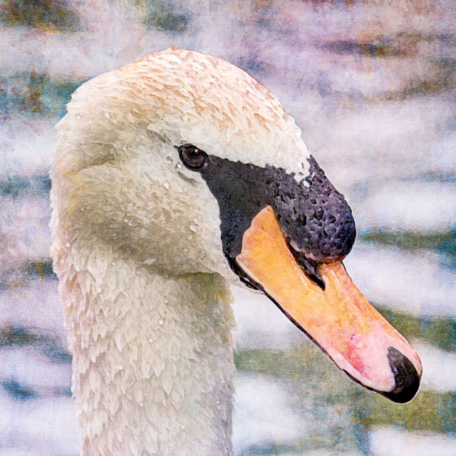 Swan Close Up