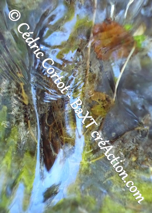 Carte postale - Reflets et cours d'Eau (Ref P1180714)