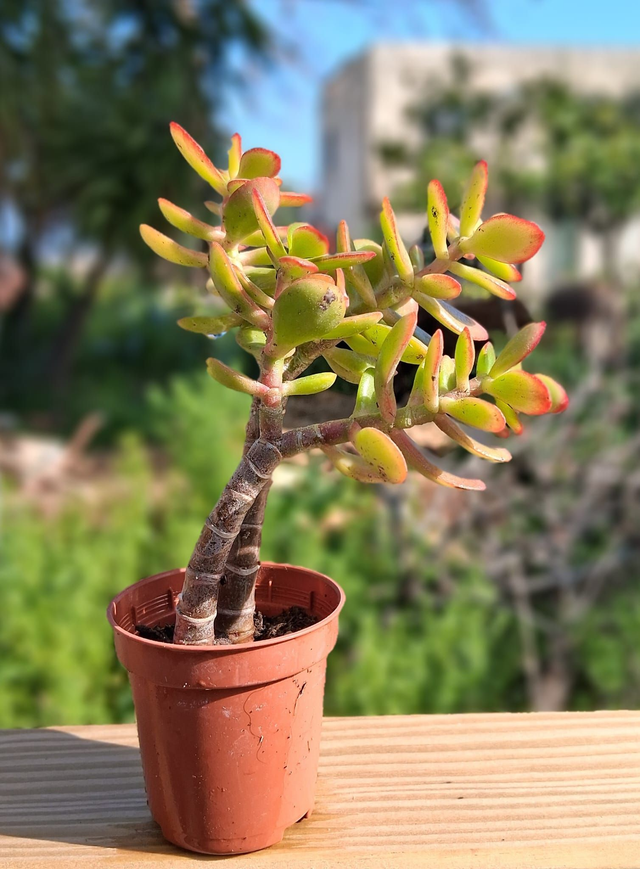 D45 . Crassula Ovata f. Minor
