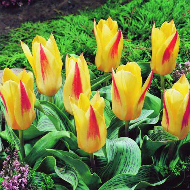 Tulipe Chopin – Bulbes à fleurs