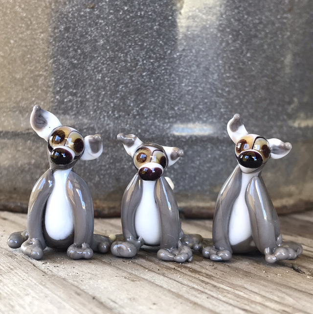 Üveg gyűrűs farkú maki