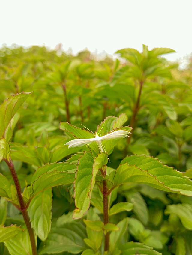 Menthe Bergamote - bio 25g