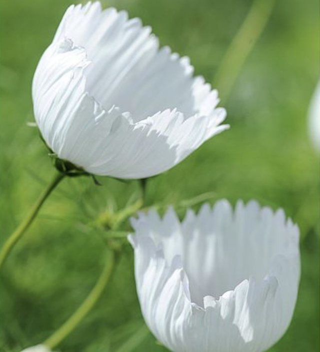 Cosmos Cupcakes White 