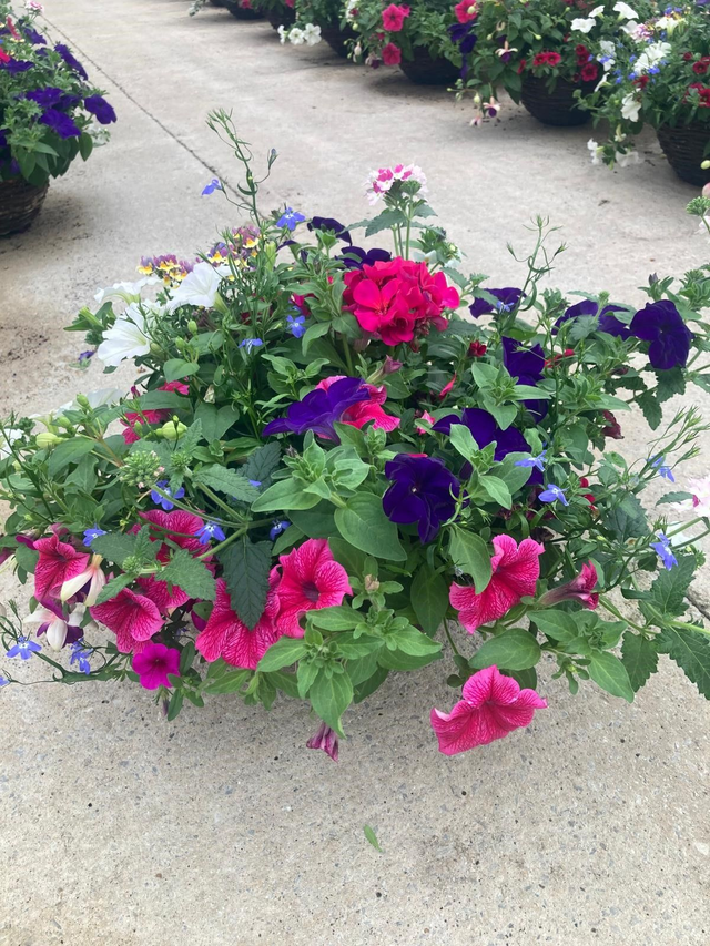 14" Wicker Basket: 14 plants (Ref: W)