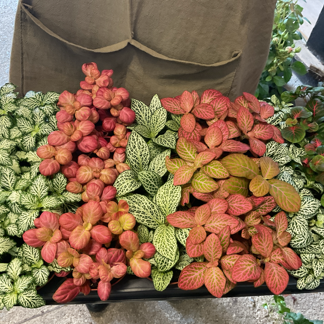 Fittonia mix