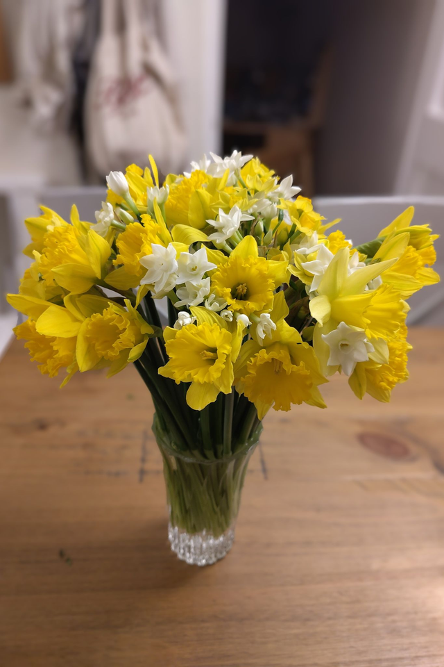 Mother's Day Narcissi