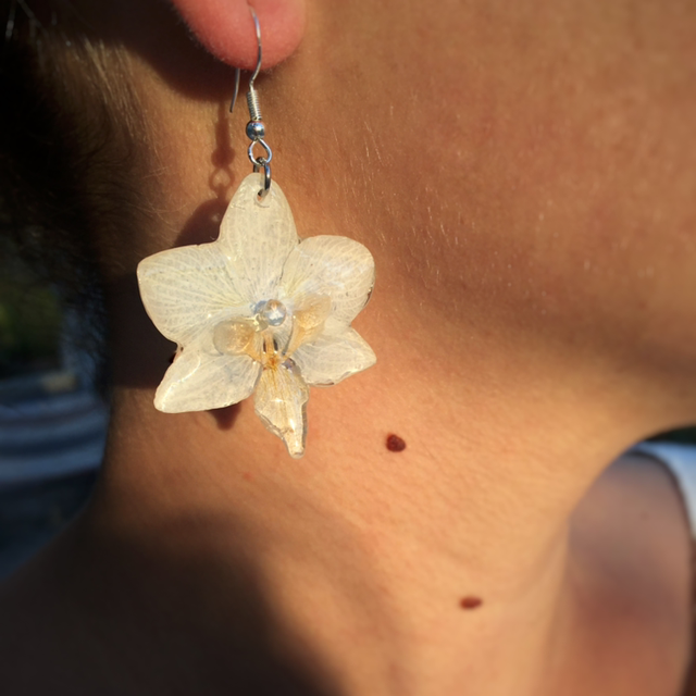 Minie White Moth Orchid