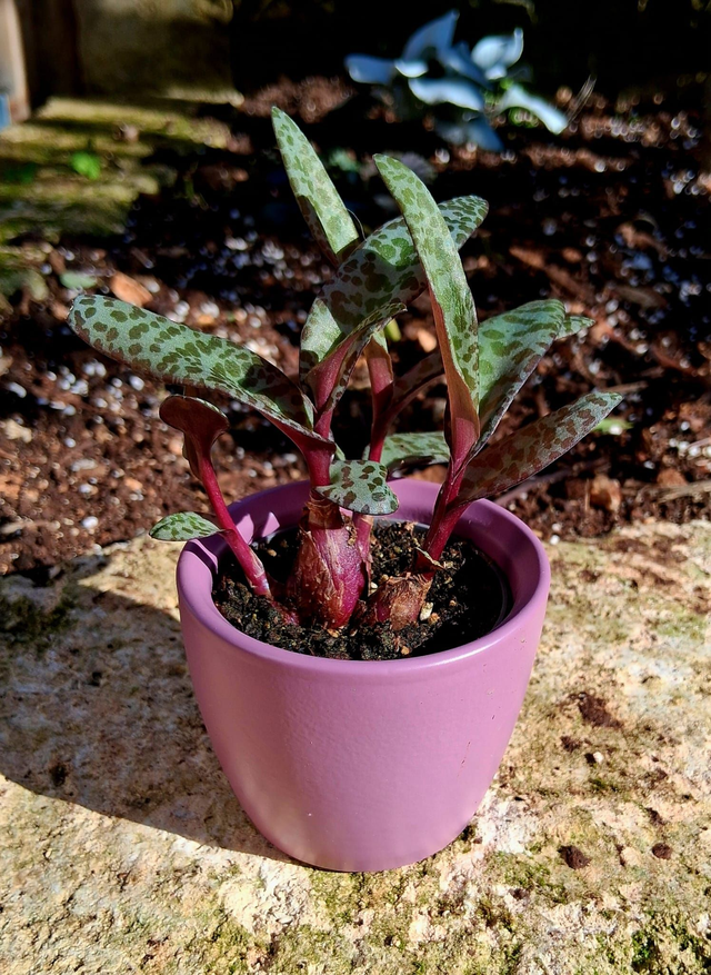 C65 . Ledebouria socialis in "MINI CACHPOT"