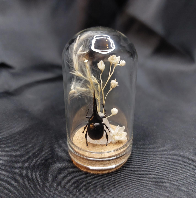 Mini-cloche scarabée noir