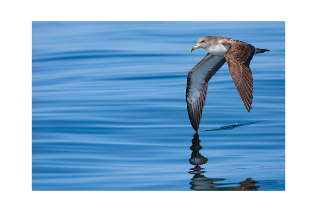Puffin cendré - Avec passe-partout