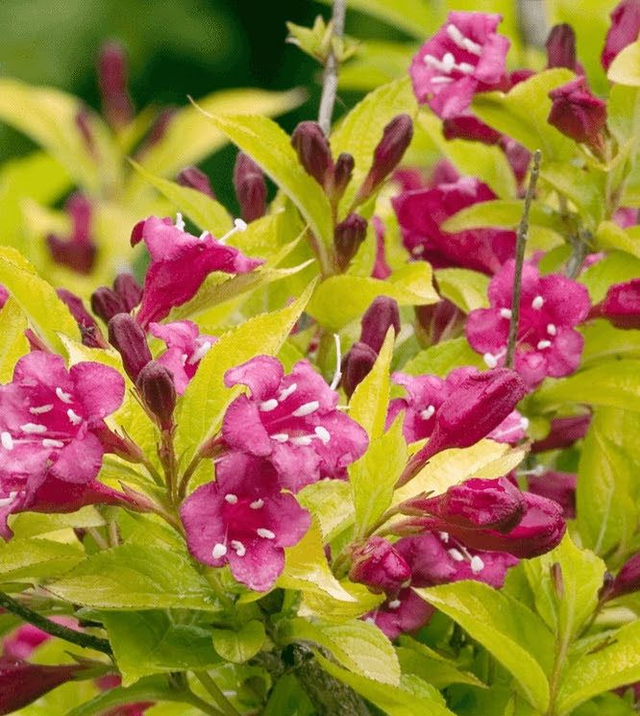 Weigela ‘Rubidor’ - 1 ltr pot