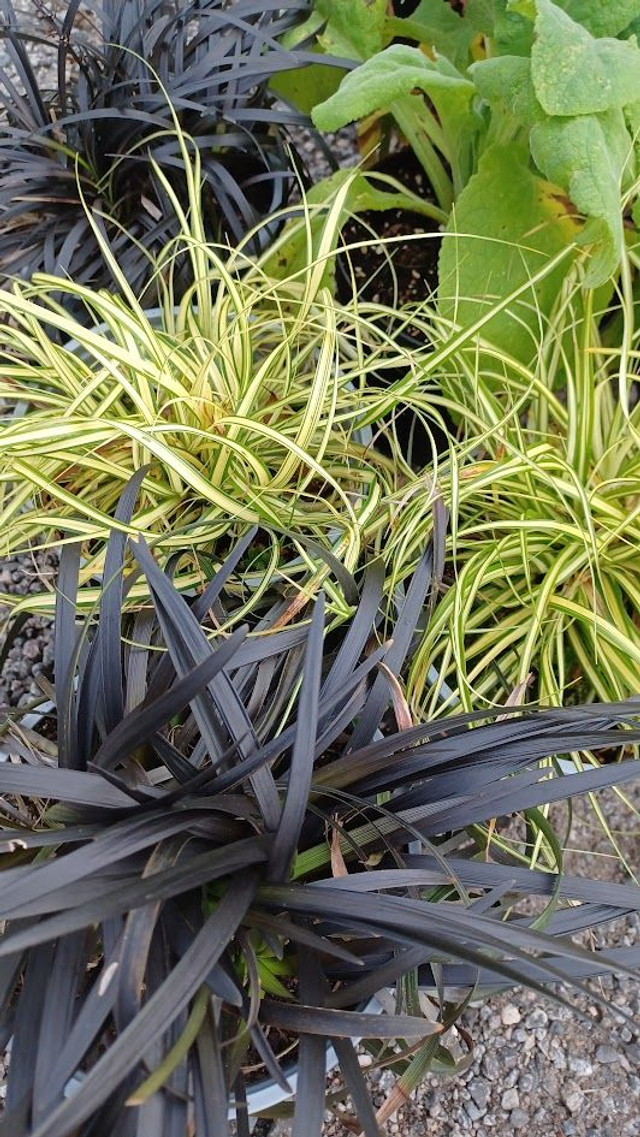 Ophiopogon planiscapus Nigrescens