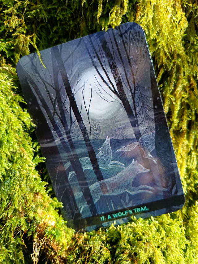 Forest Meditations: a deck that supports the Japanese practice of shinrin yoku (forest bathing) * by Moc Lasu