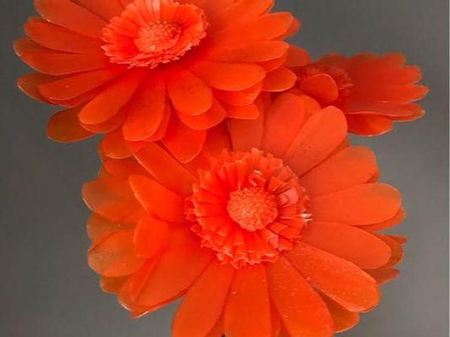 Gerbera