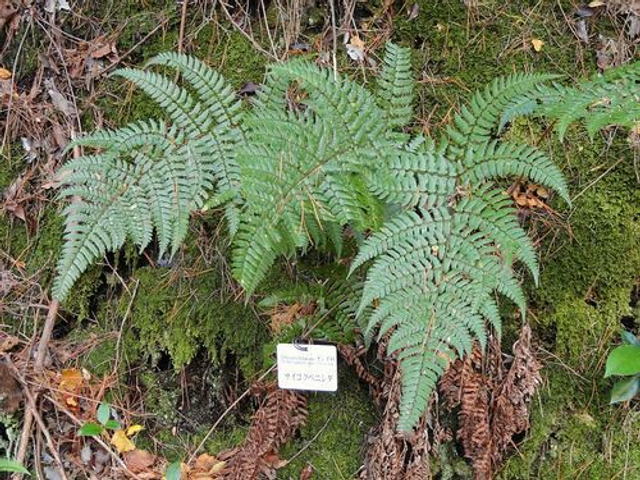 Dryopteris championii P9 (0.5l)