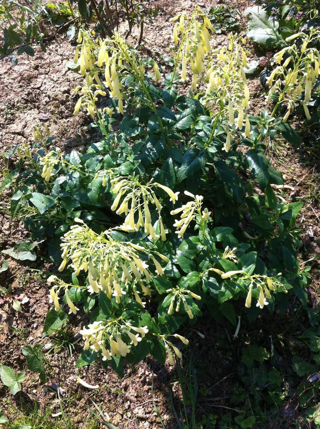 Phygelius Aequalis 'Cape Fuchsia' – Yellow Trumpet - 1ltr pot