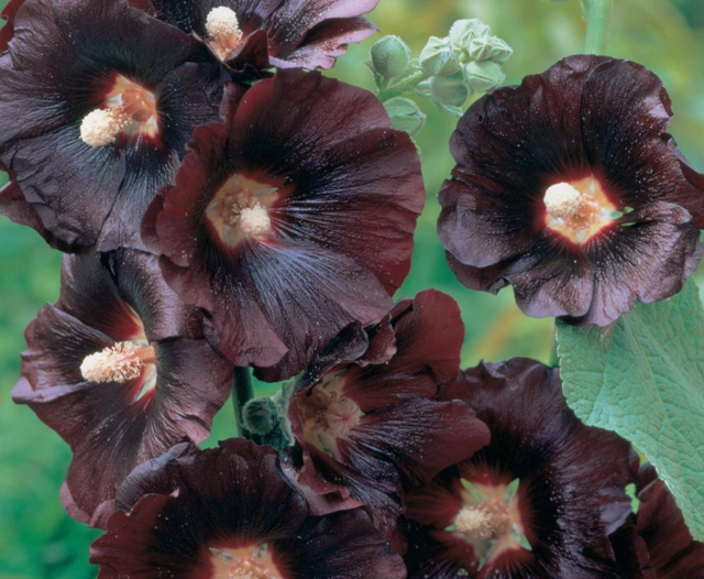 Hollyhock Black Knight
