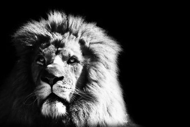 Lion (Noir & Blanc) - ref: 4447nb