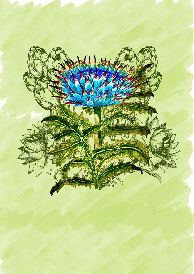 Thistle - A4 print