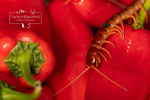 Roter Hundertfüßer - Querformat