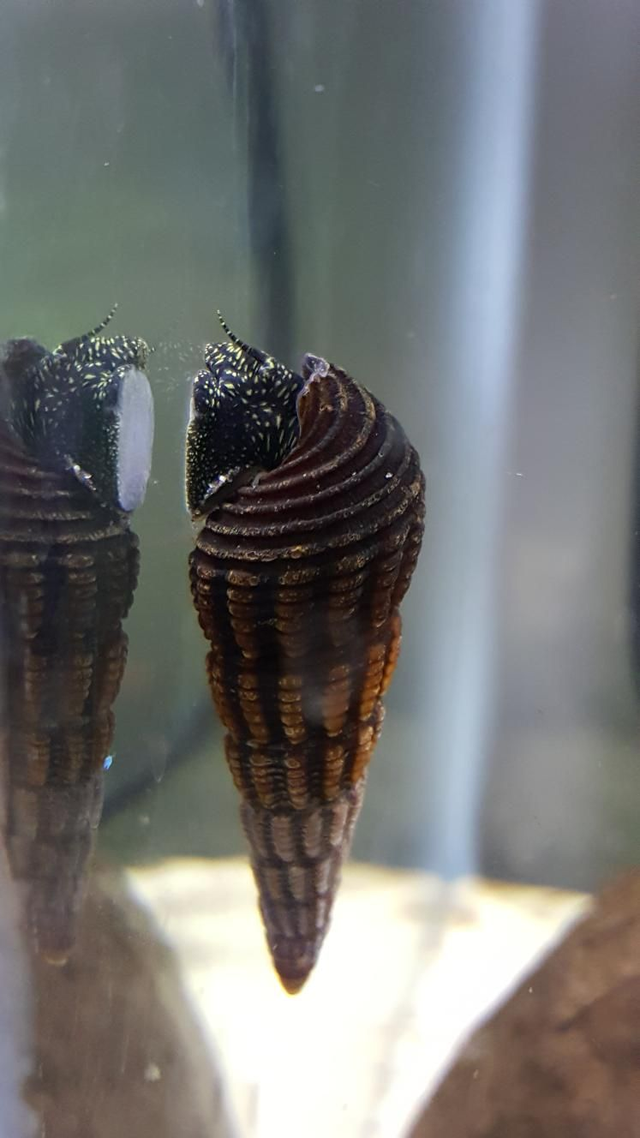 Unicorn snail/rabbit snail