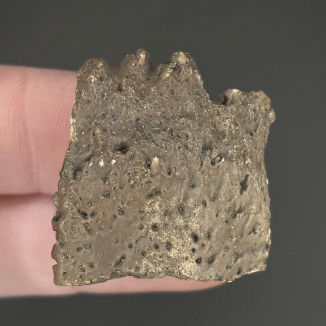 Glyptotherium Dermal Scute