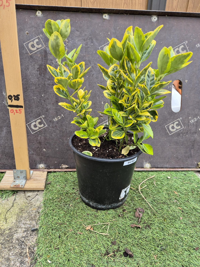 Euonymus japonica pot 21cm