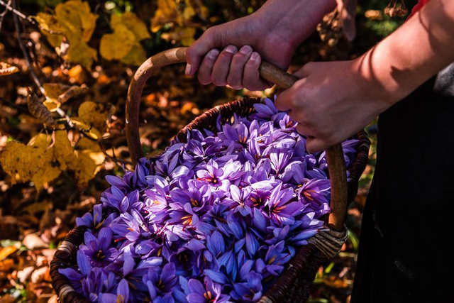 150000 fleurs pour 1 Kilo d'épice