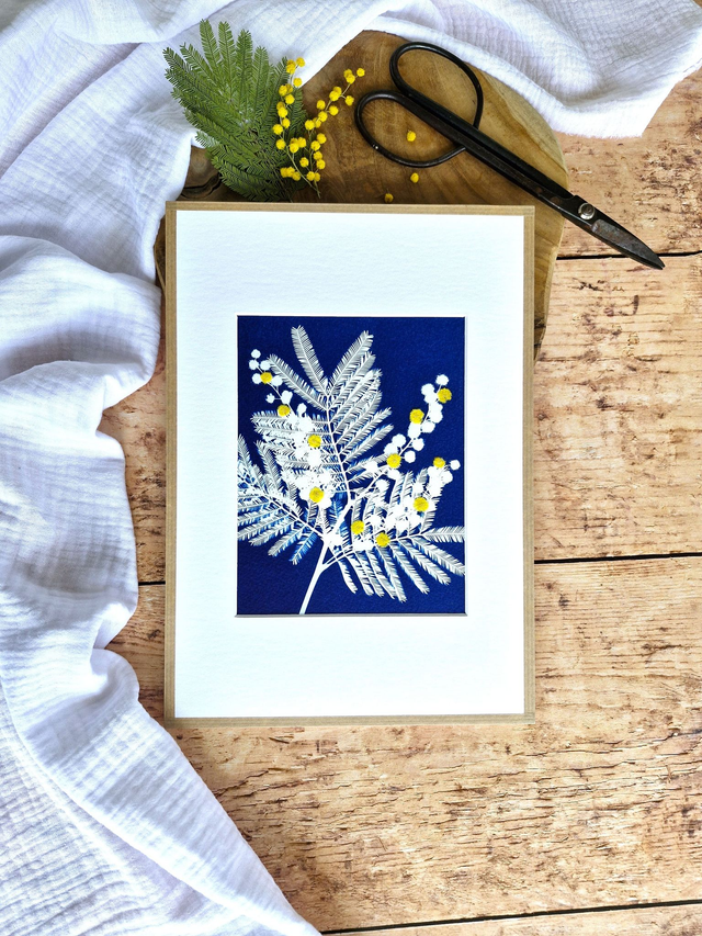 💙 Cyanotype encadré - 8 - Mimosa Ô!  