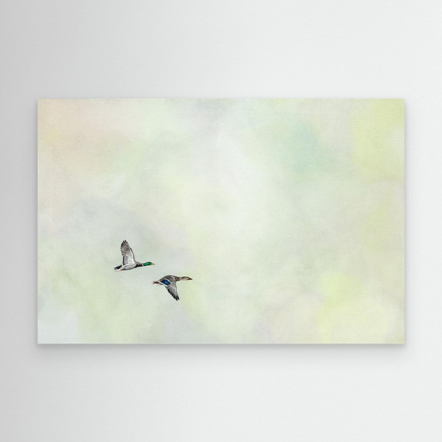 Together Again - (Mallard Ducks)